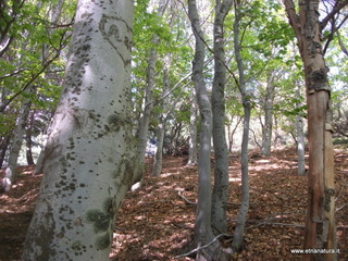 Monte Vetore